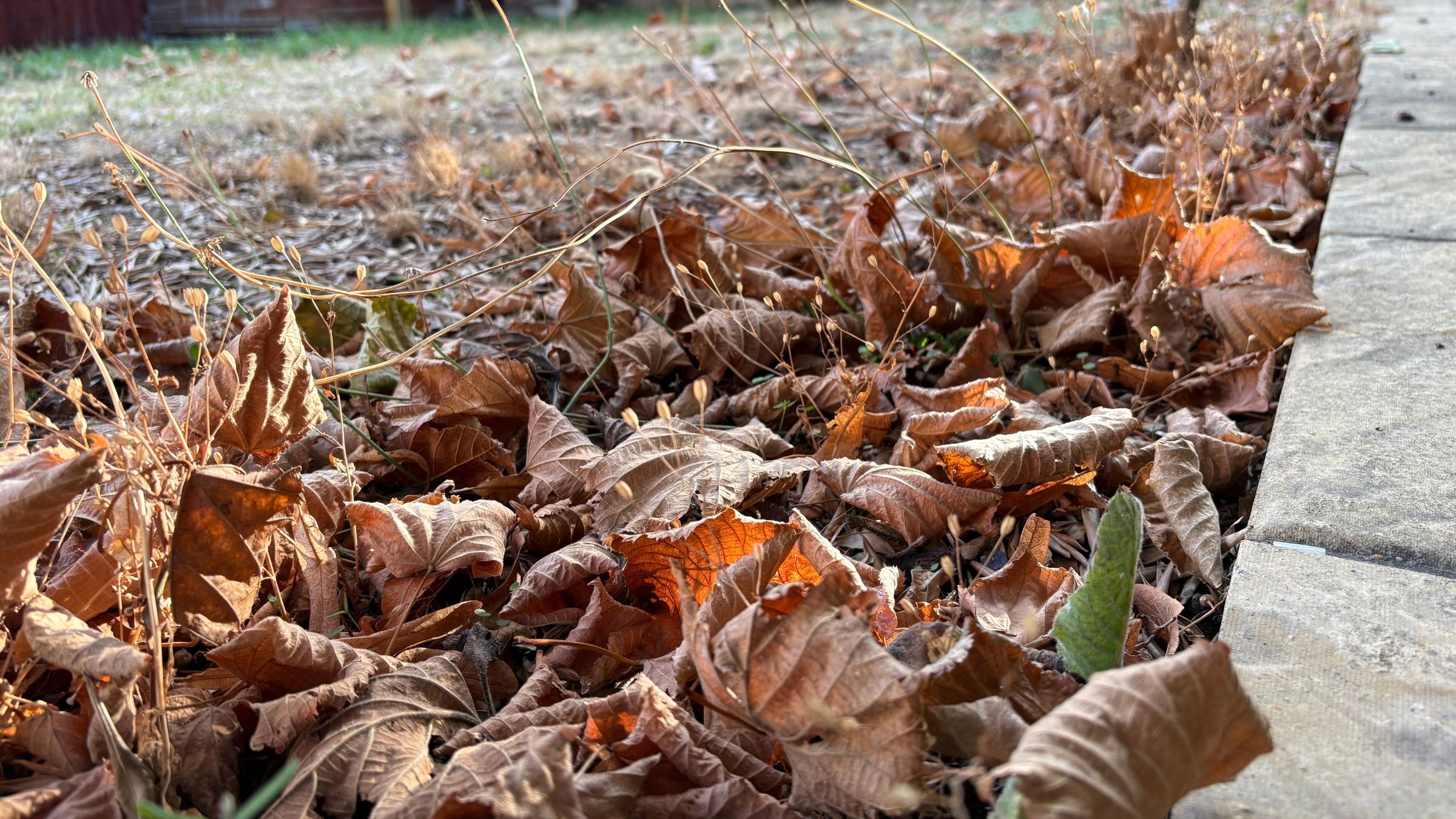 Fallen leaves in autumn garden