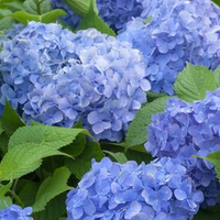 大叶绣球花“蓝色多瑙河”来自Thompson &摩根