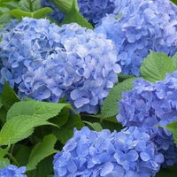 Hydrangea macrophylla 'Blue Danube' from Thompson &amp; Morgan