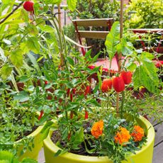 How to grow chillis in pots: a close up of chillis, tomatoes and marigolds growing in a bright container on a balcony