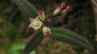 Spigelia genuflexa flowers