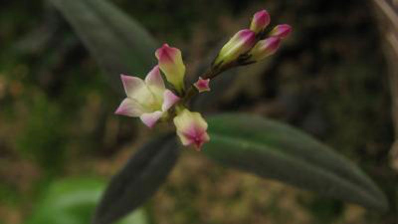 Spigelia genuflexa flowers