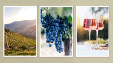 a vineyard, red wine grapes and two glasses of sparkling red wine on a green background