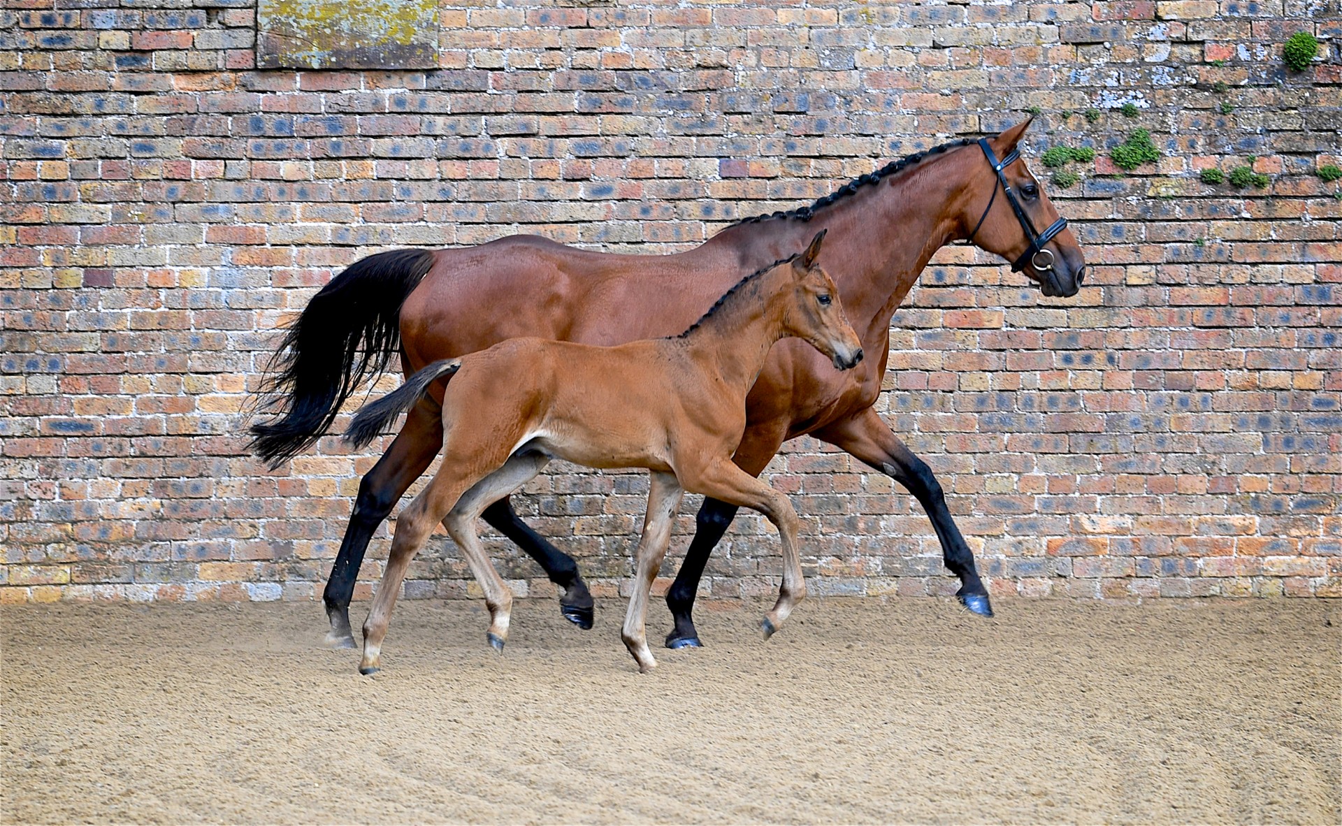 Cavalier HF Catalogue image
