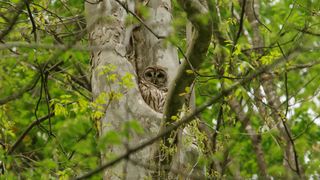 A barred owl (Strix varia) peeks out from a tree hollow in Rock Creek Park, Washington, DC