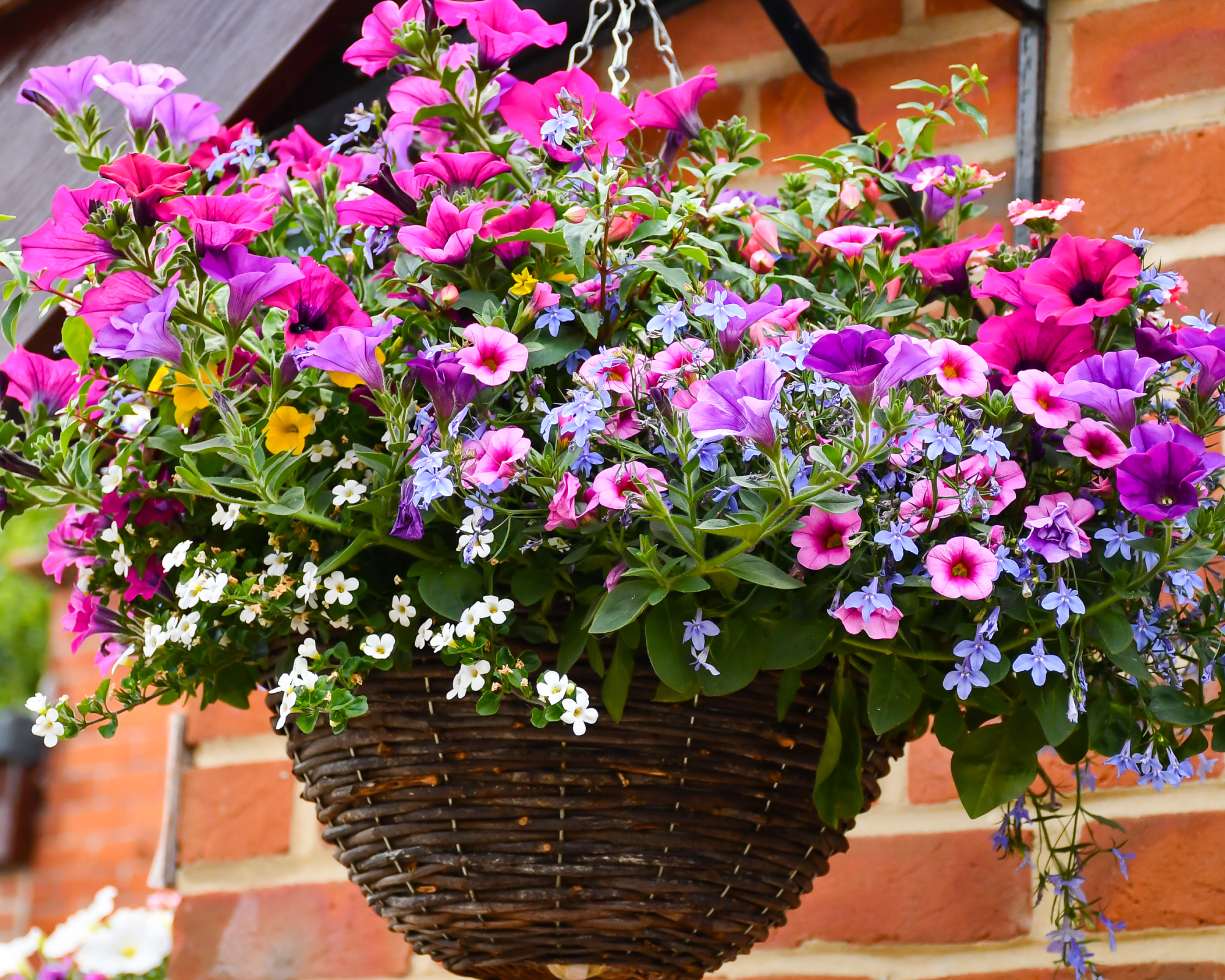 hanging basket full of flowers
