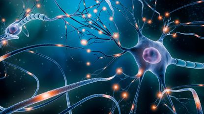 An illustration of neurones in the nervous system