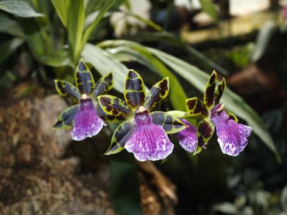 Colorful Zygopetalum Orchids