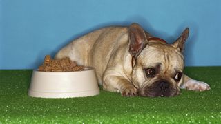 French bulldog rejecting food