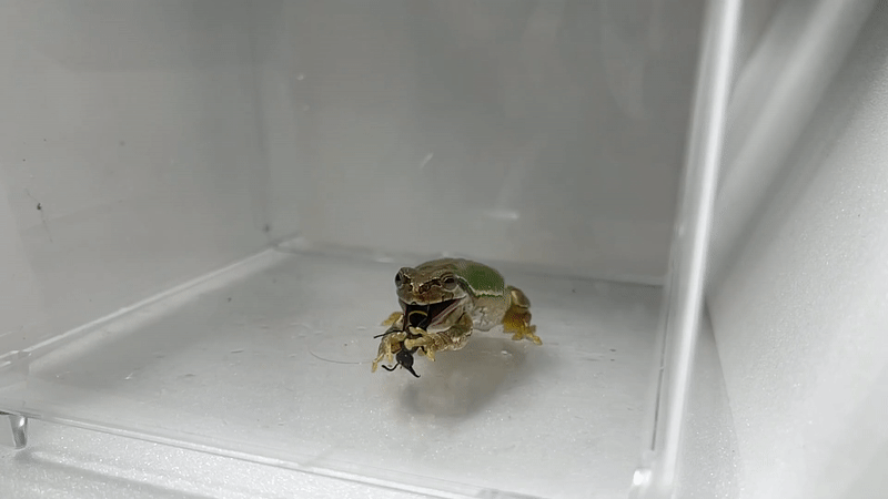 short video clip shows a wasp escaping from a frog's mouth after the frog attempting to eat it