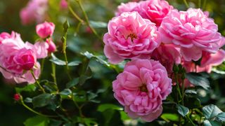 pink garden roses – how to take cuttings from roses