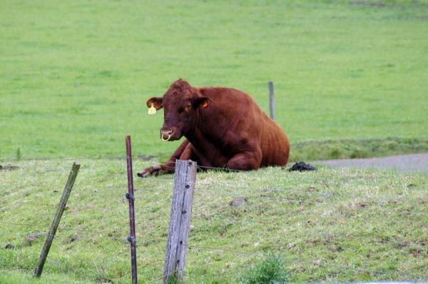 This cow had one of the best views of the race.