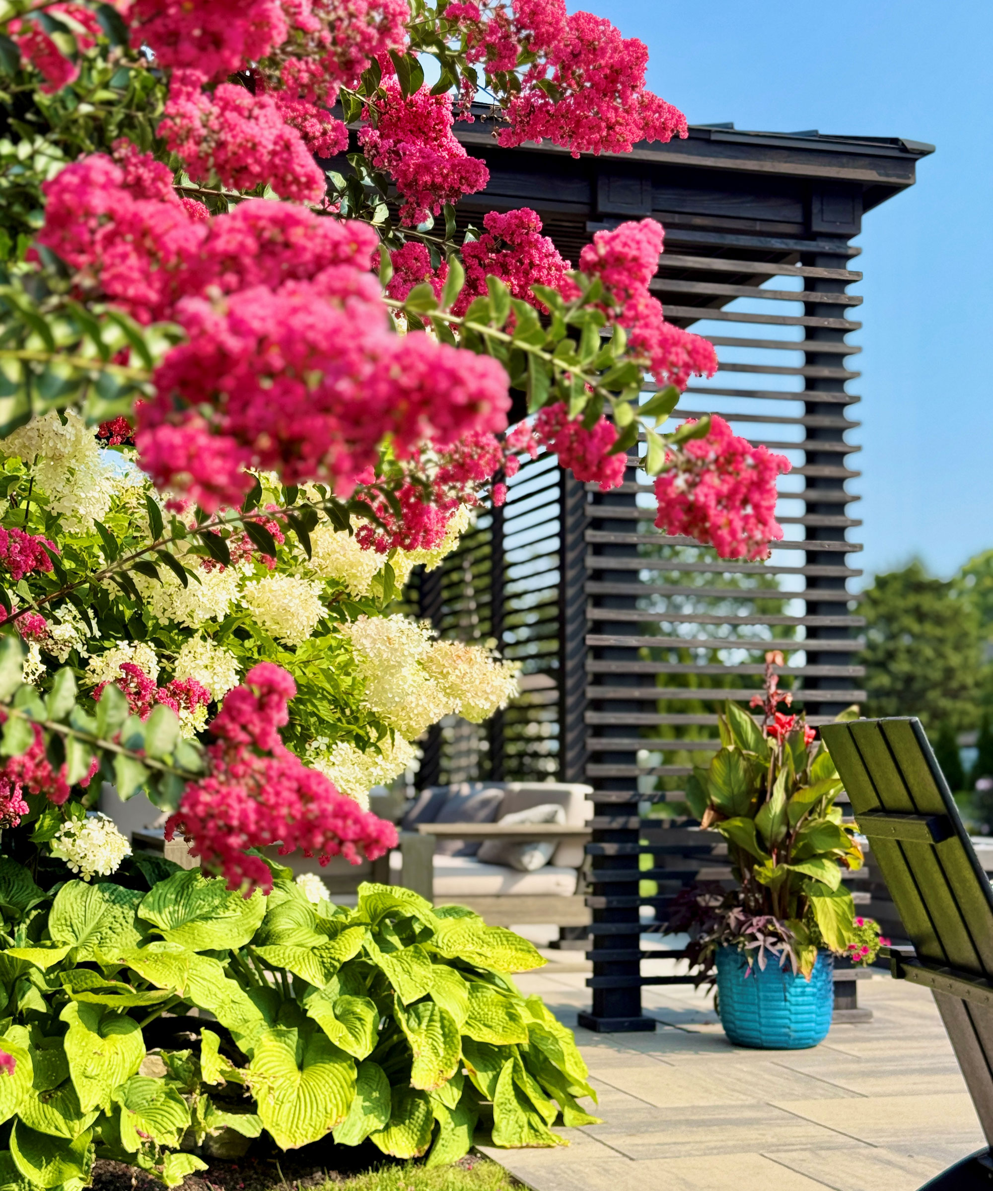 flowering pink crepe myrtle shrub with pergola, lounger and planter on patio