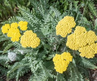 Achillea 'Moonshine' yarrow flowers