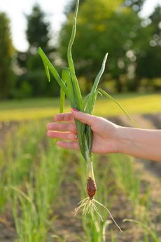 Hand Holding Onion Plant With No Bulb