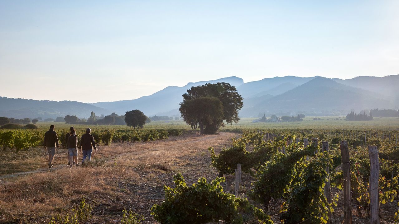 Decanter Wine Tour