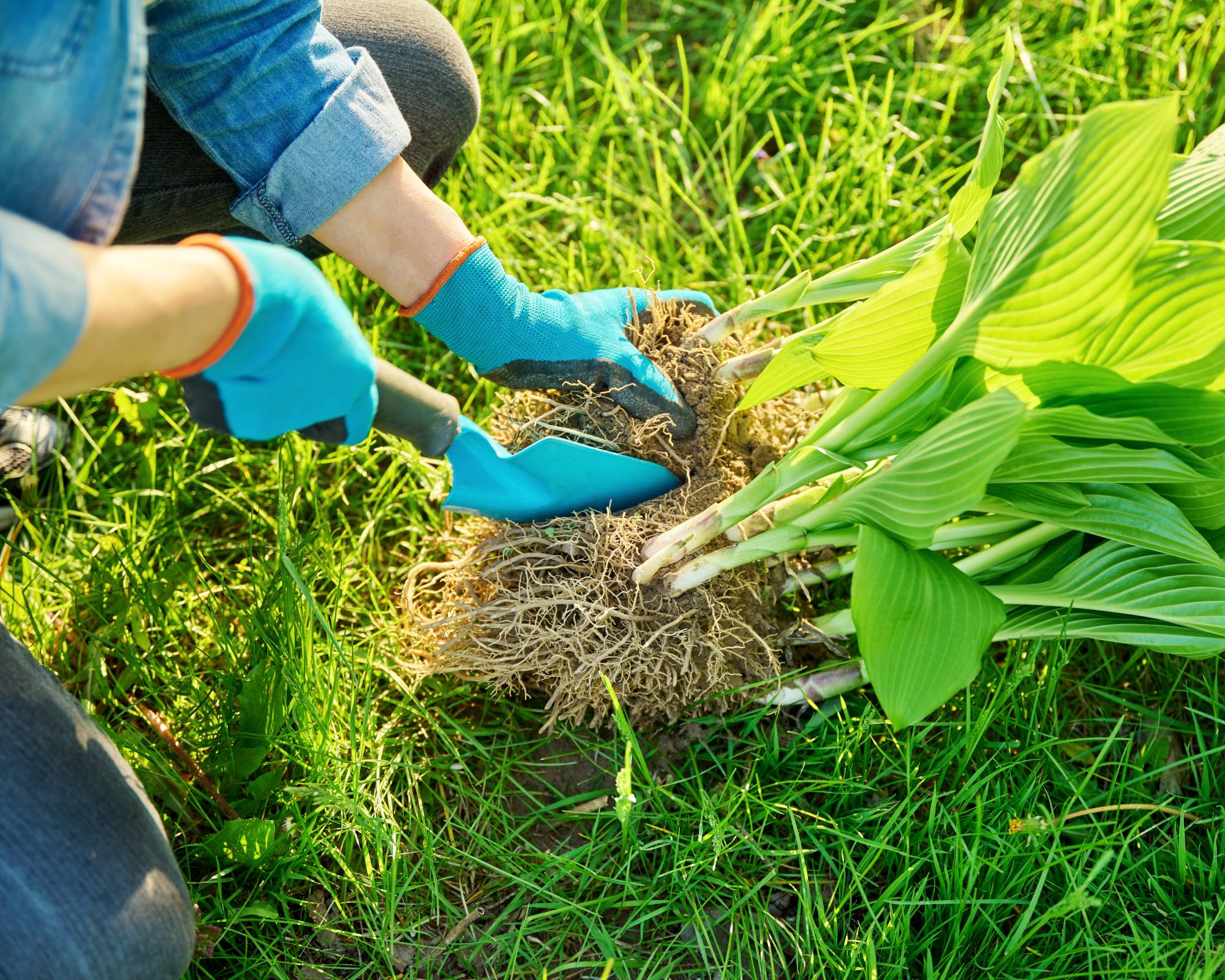 divide hosta