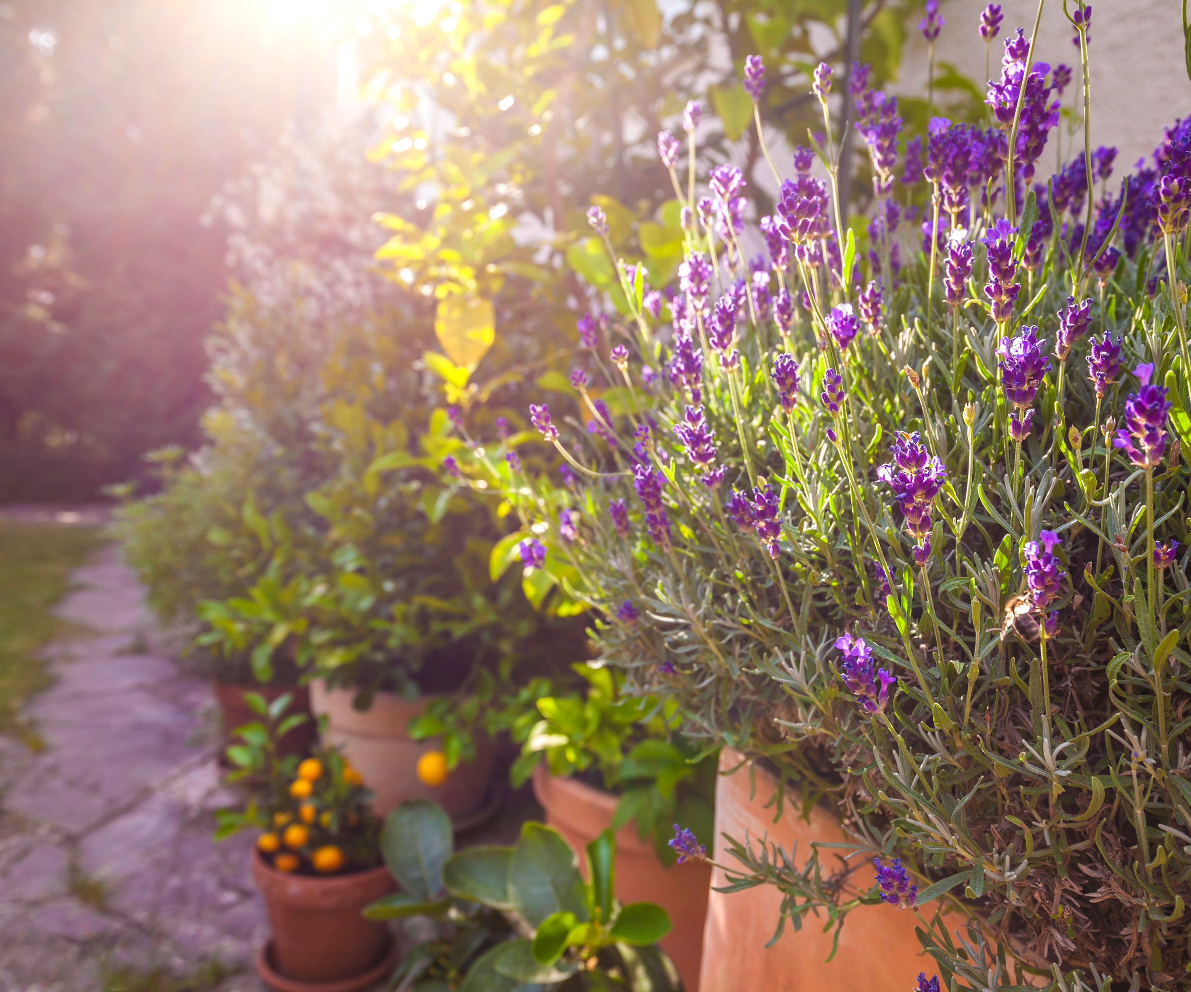 lavender in large terracotta planter with dappled summer sunshine