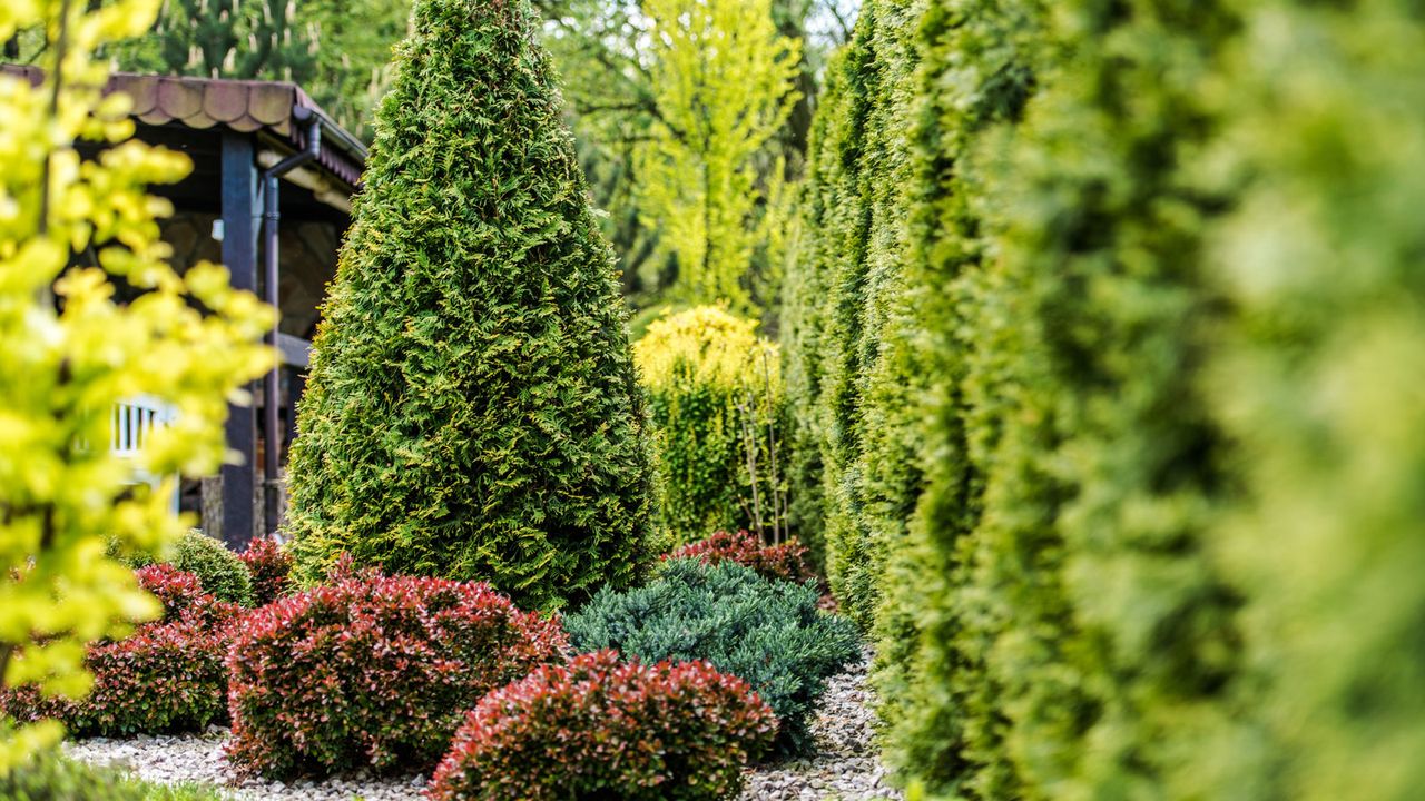 evergreen trees in back garden border