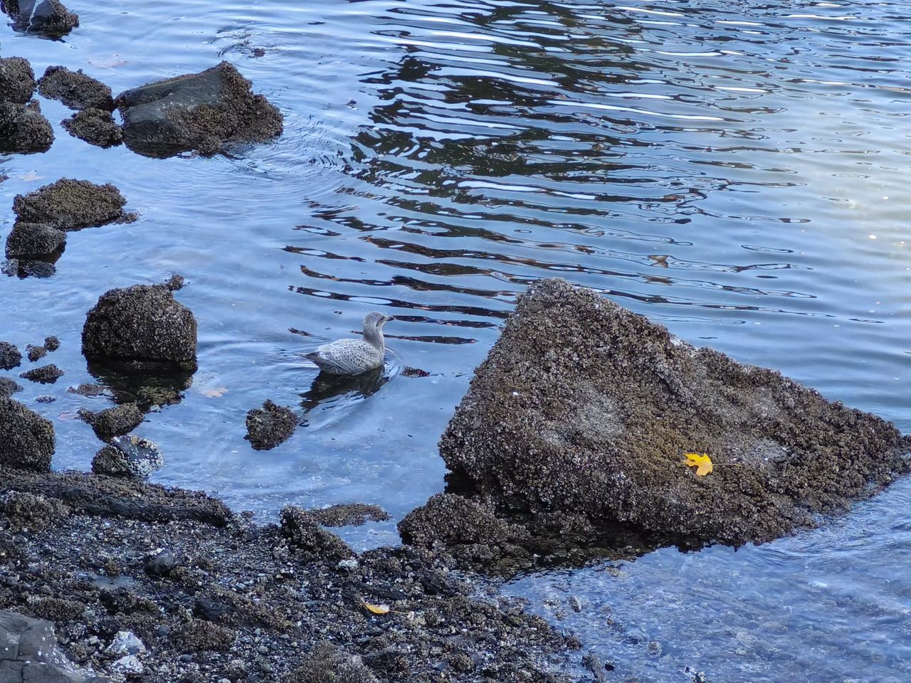 A duck in water at 2x zoom