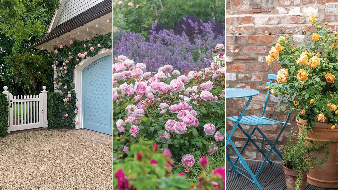 roses planted around a garage door, in borders and in a patio container