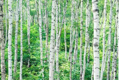 Yellow Birch Wood  Paper Birch Syrup - Tree Plantation