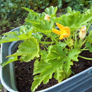 A courgette plant in a plant