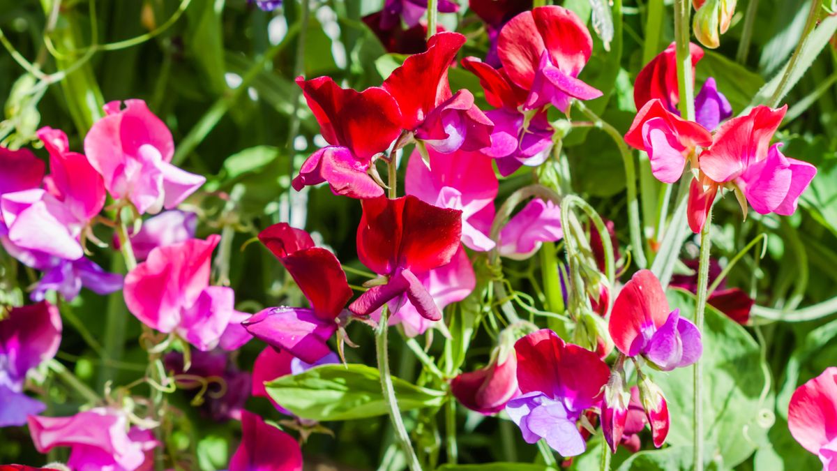 When to plant out your sweet peas? Here's how to tell | Gardeningetc