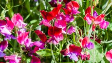 when to plant out sweet peas