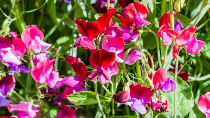 when to plant out sweet peas