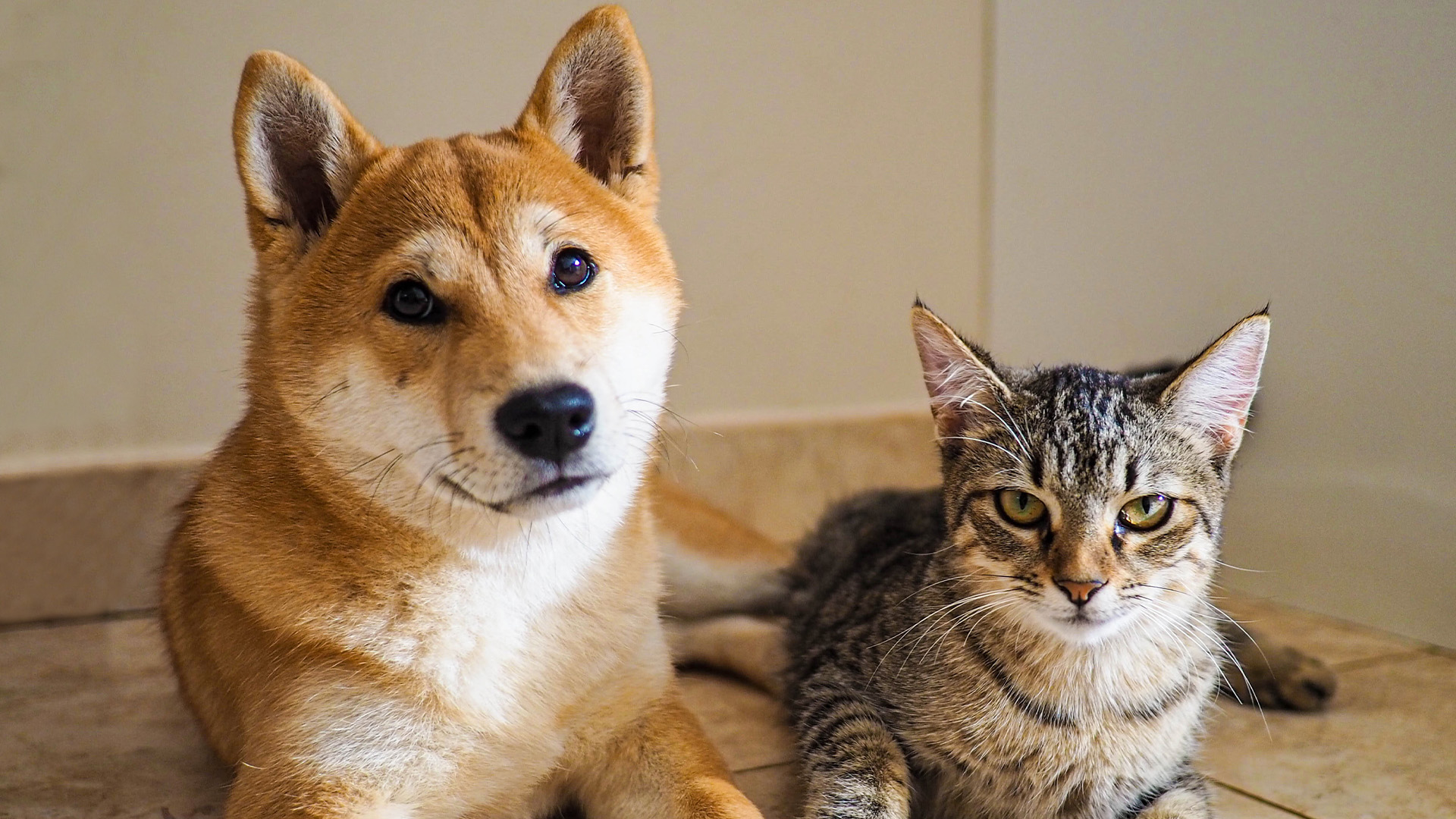 Shiba inu and cat lying on the floor