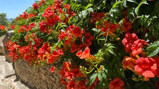 A flowering trumpet vine on a wall