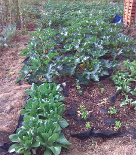 growing-courgettes.gif