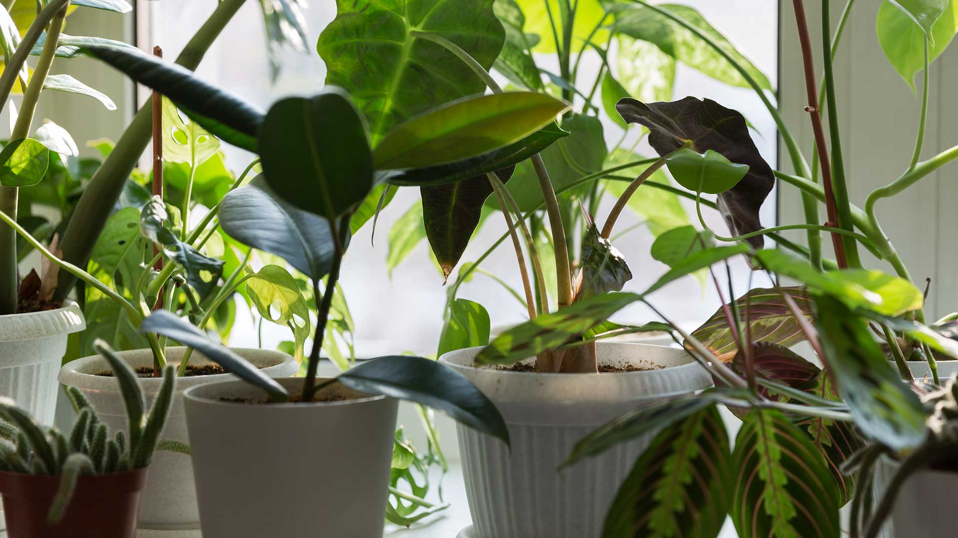 houseplants on windowsill