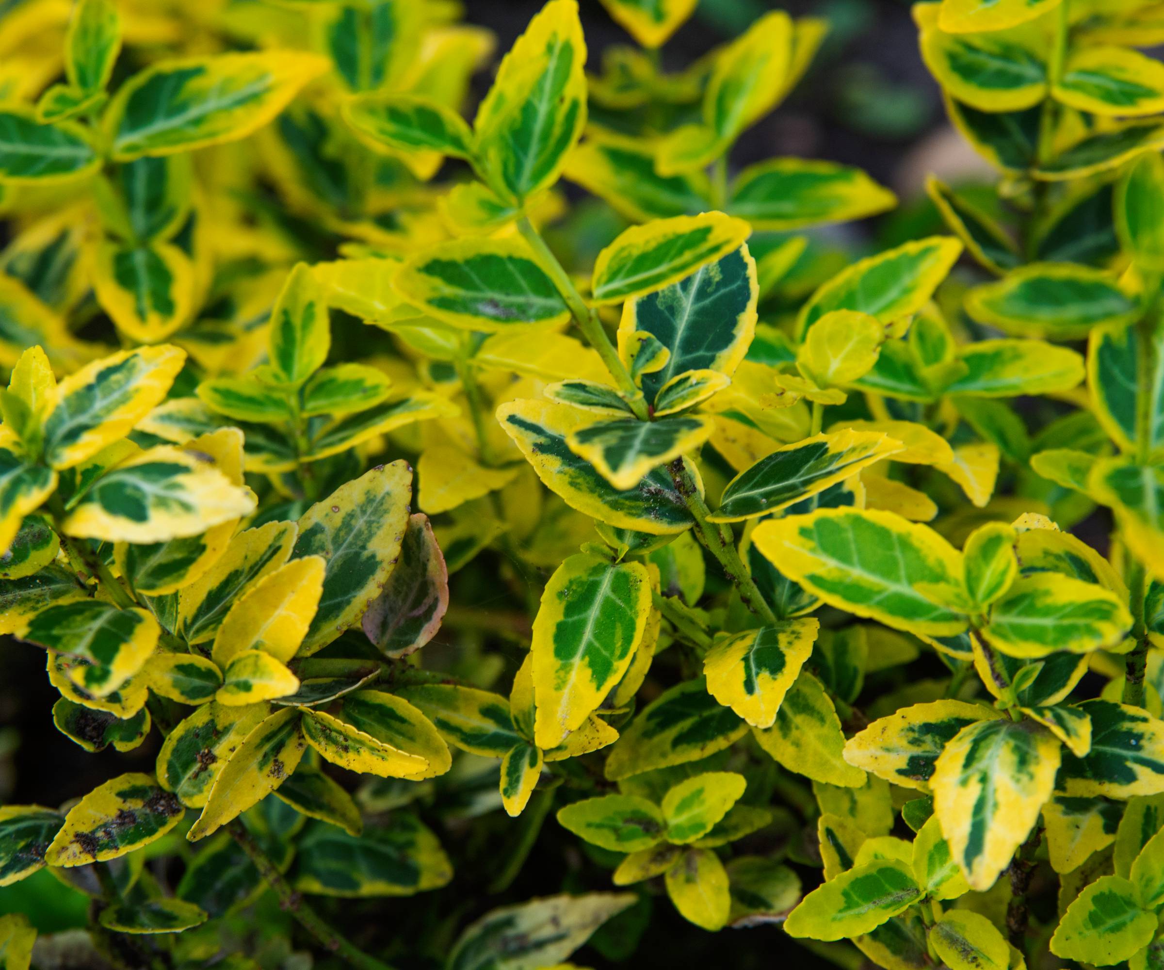 Wintercreeper or euonymus leaves