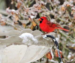 Cardinalis cardinalis, drinking from a heated bird bath in the winter during a light snowfall