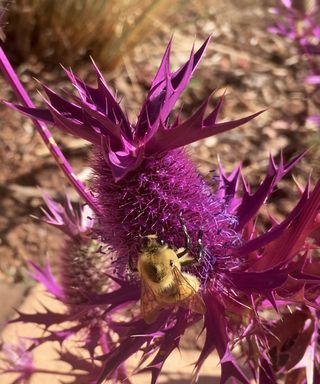 A bumblebee on a Leavenworth`s Eryngo Eryngium leavenworthii