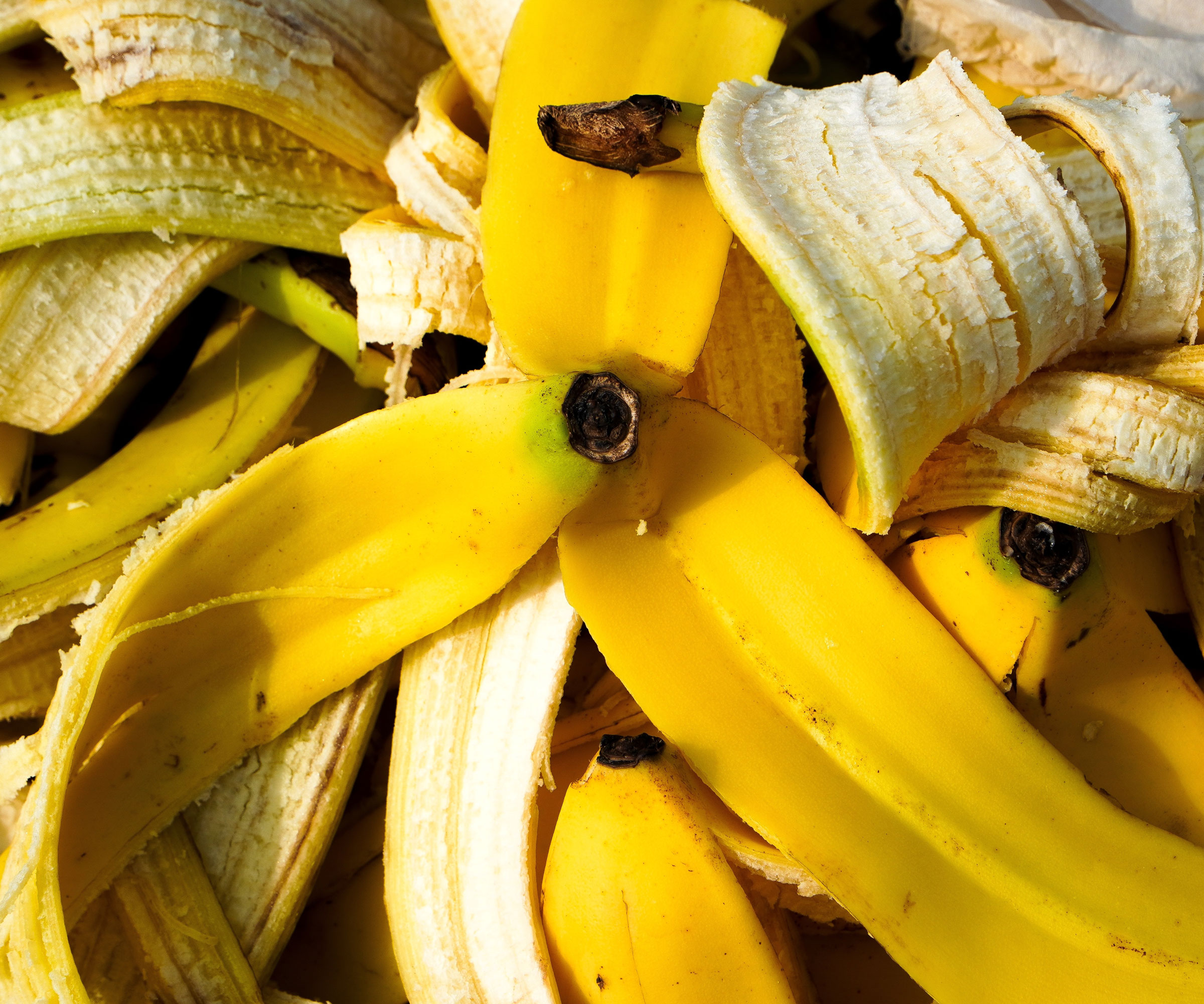 used banana peels in pile with bright yellow skins
