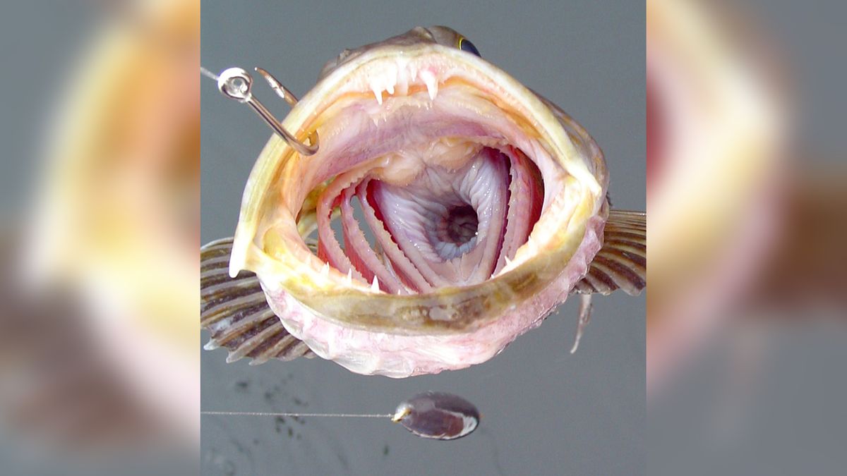 Close-up of the toothy mouth of a Pacific lingcod fish.