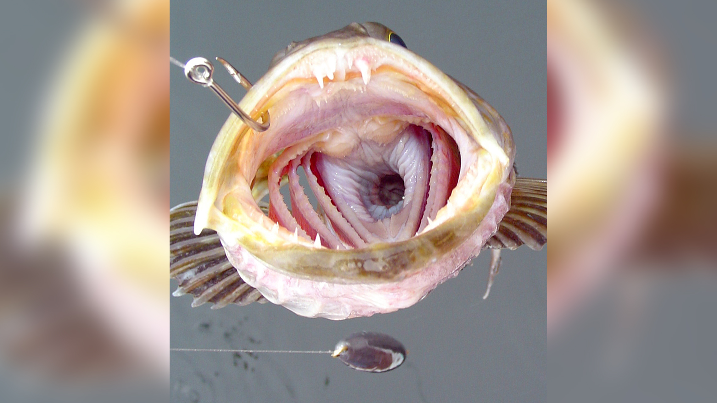 This fish has 555 teeth … and it loses 20 every day | Live Science