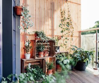 Plants displayed in pots on crates on urban balcony