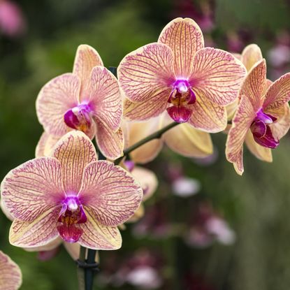 Pink and yellow moth orchid