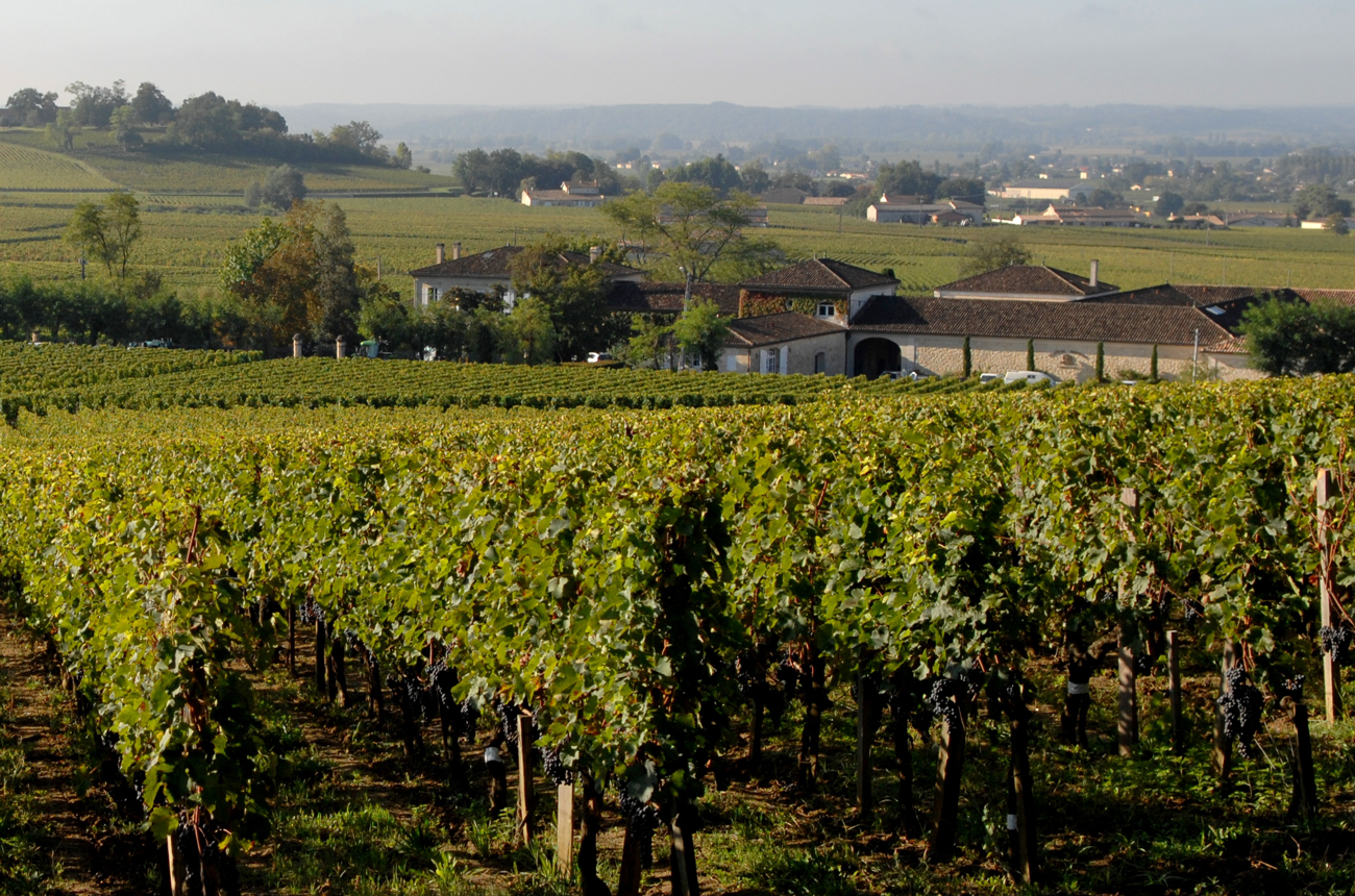 Ch&amp;acirc;teau Ang&amp;eacute;lus vineyards