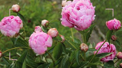 pink peonies on a bush in a garden to demonstrate how to grow peonies at home