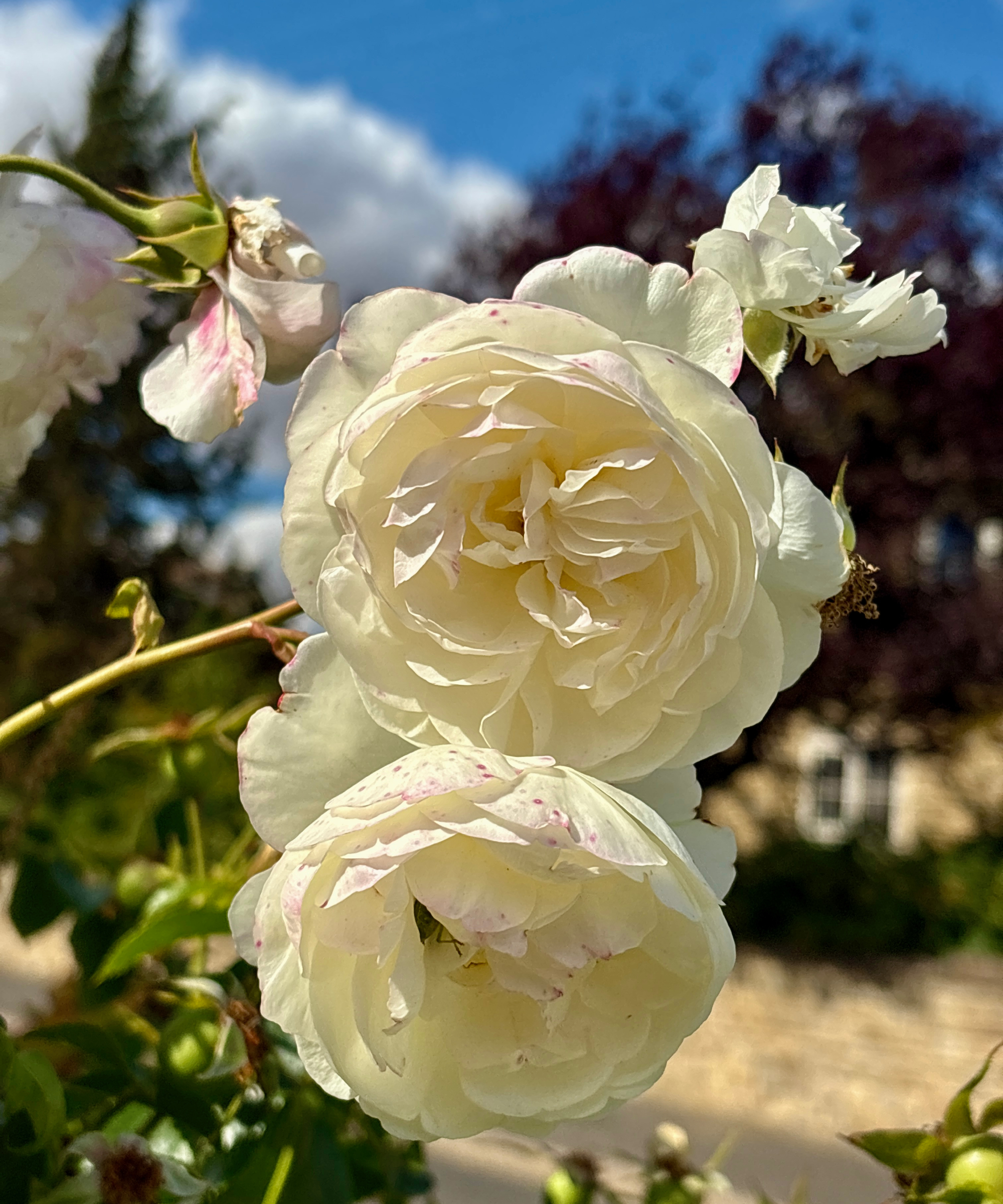 English shrub rose