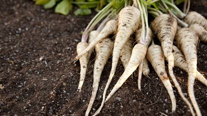 Fresh parsnips harvested out of the ground
