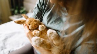 Golden rabbit being cuddled