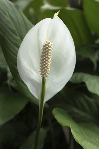 White Flowered Plant