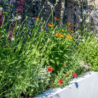 Pollinator flowers in raised garden bed with white painted masonry walls