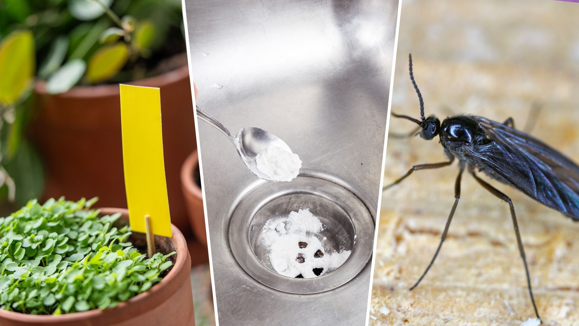 How to get rid of tiny black flies in the house: expert tips | Woman & Home